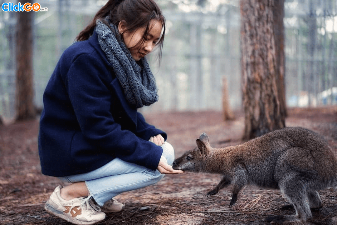 du lịch sở thú Zoodoo