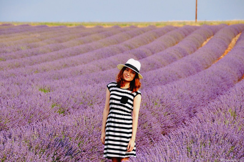 Đường đi cánh đồng hoa Lavender Đà Lạt