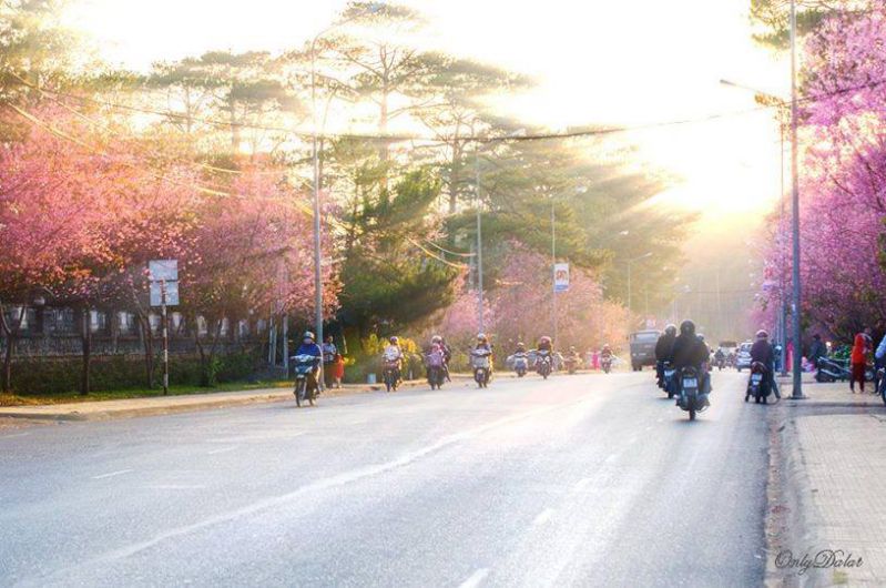 Mai Anh Đào đà lạt
