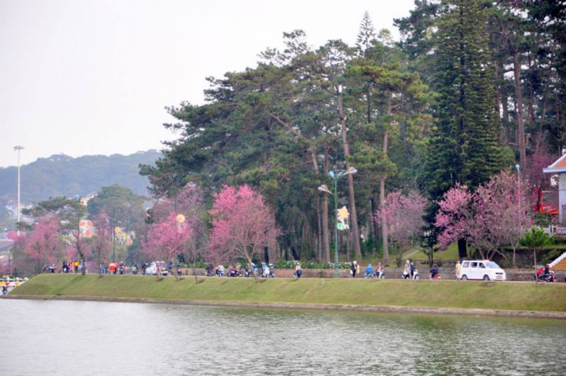 Mai Anh Đào Đà Lạt