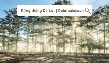 Rừng thông Đà Lạt