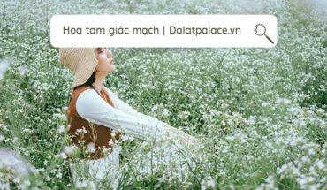 Hoa tam giác mạch