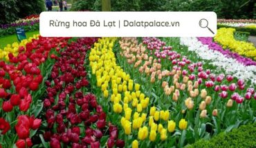 Rừng hoa Đà Lạt