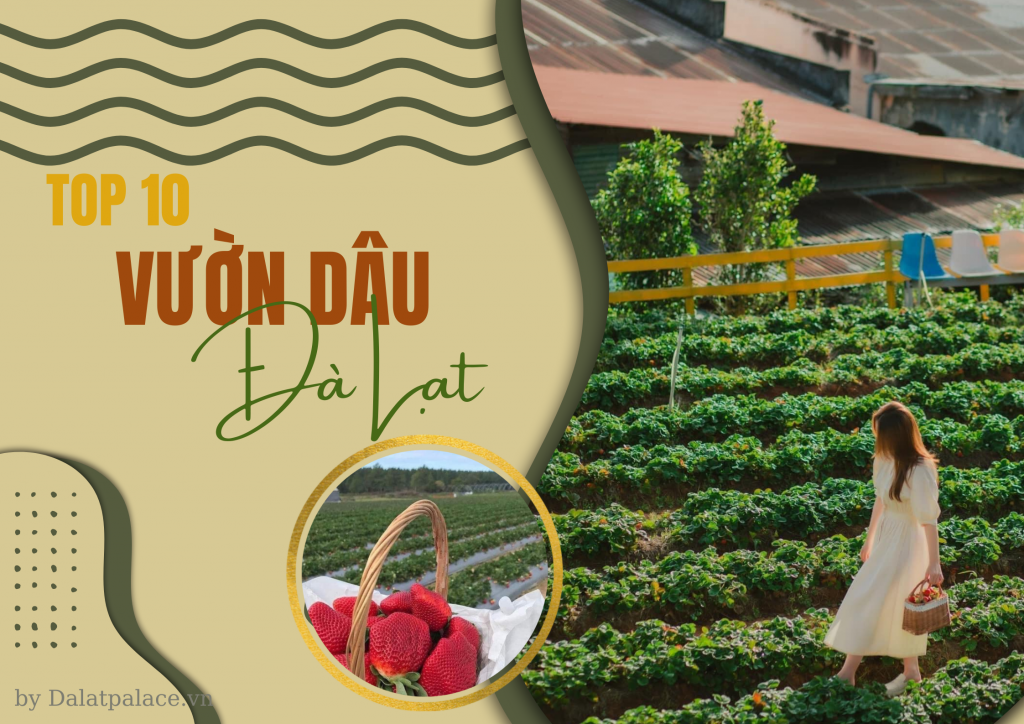 Vườn dâu Đà Lạt