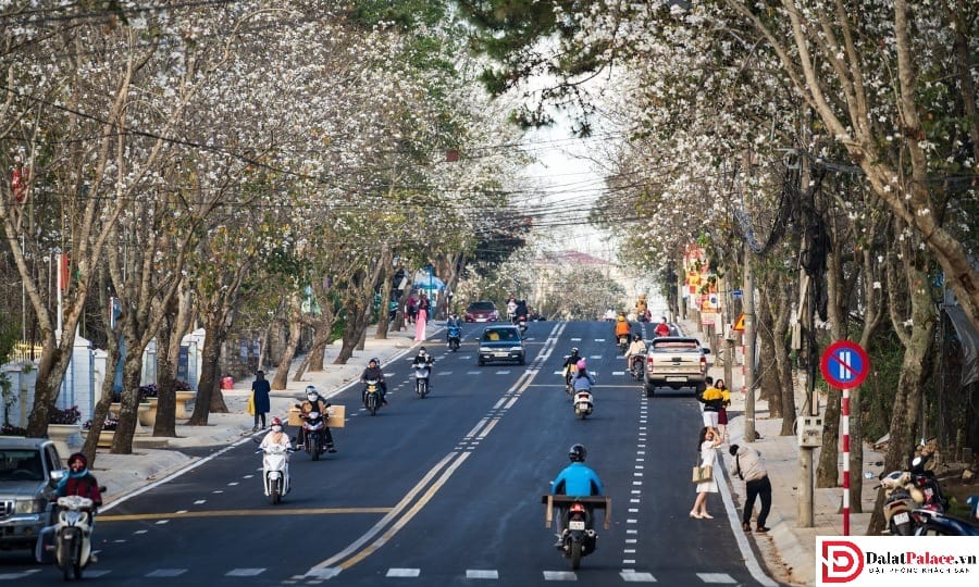 Cung đường Quang Trung tràn ngập hoa ban