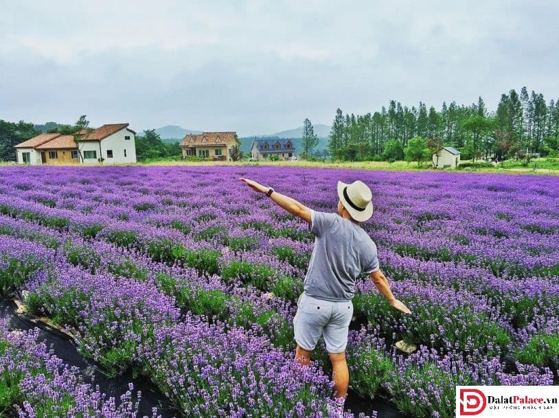Hoa lavender tím