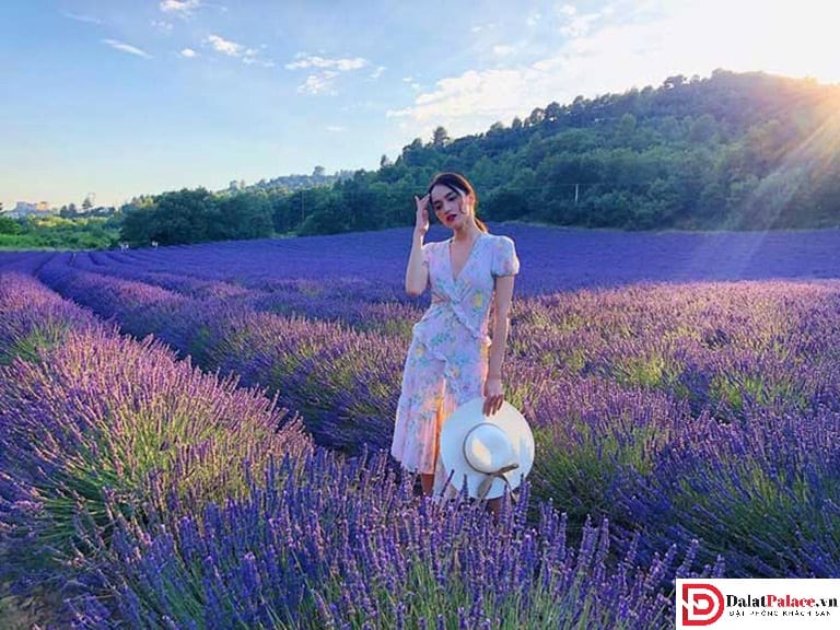 cánh đồng rộng bát ngát phủ đầy lavender