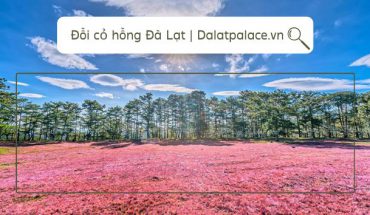 Đồi cỏ hồng Đà Lạt