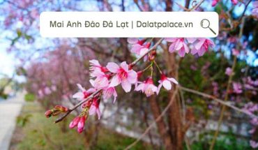 Mai Anh Đào Đà Lạt