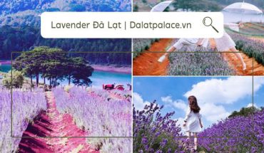 Vườn hoa Lavender Đà Lạt
