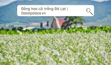 Đồng hoa cải trắng Đà Lạt