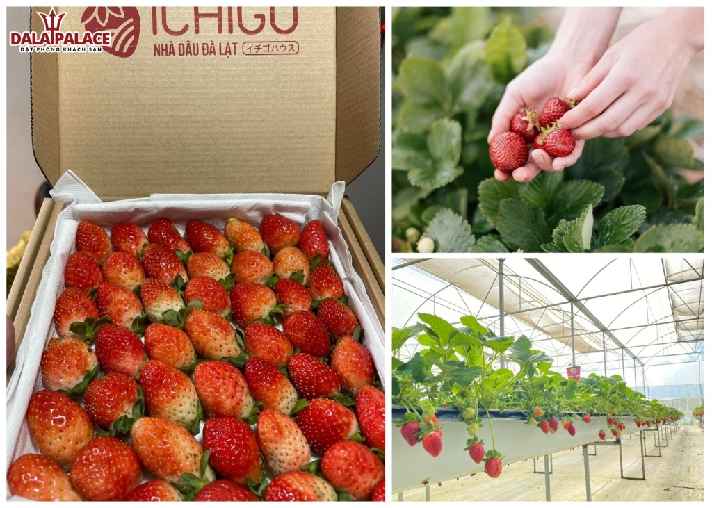 Ichigo Strawberry Farm - vườn dâu Đà Lạt đẹp nhất