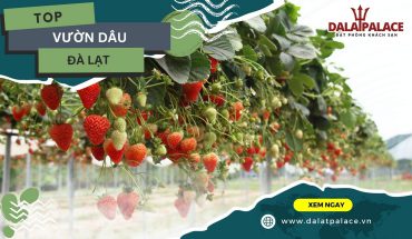 Vườn dâu Đà Lạt