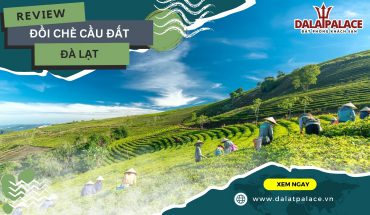 Đồi Chè Cầu Đất Đà Lạt