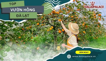 Vườn hồng Đà Lạt