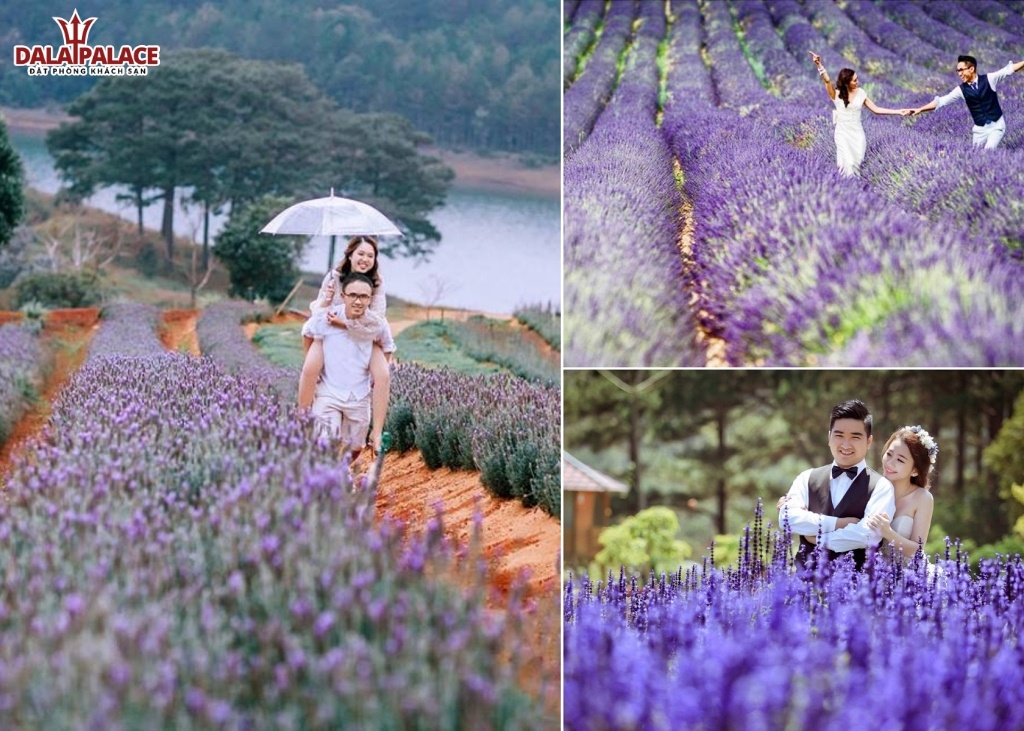 Cánh đồng hoa lavender - chụp ảnh cưới Đà Lạt với hoa
